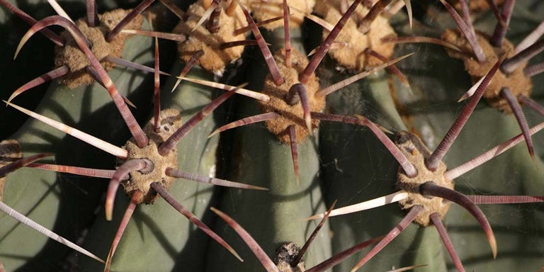 Buy ferocactus from RHSPlants.co.uk
