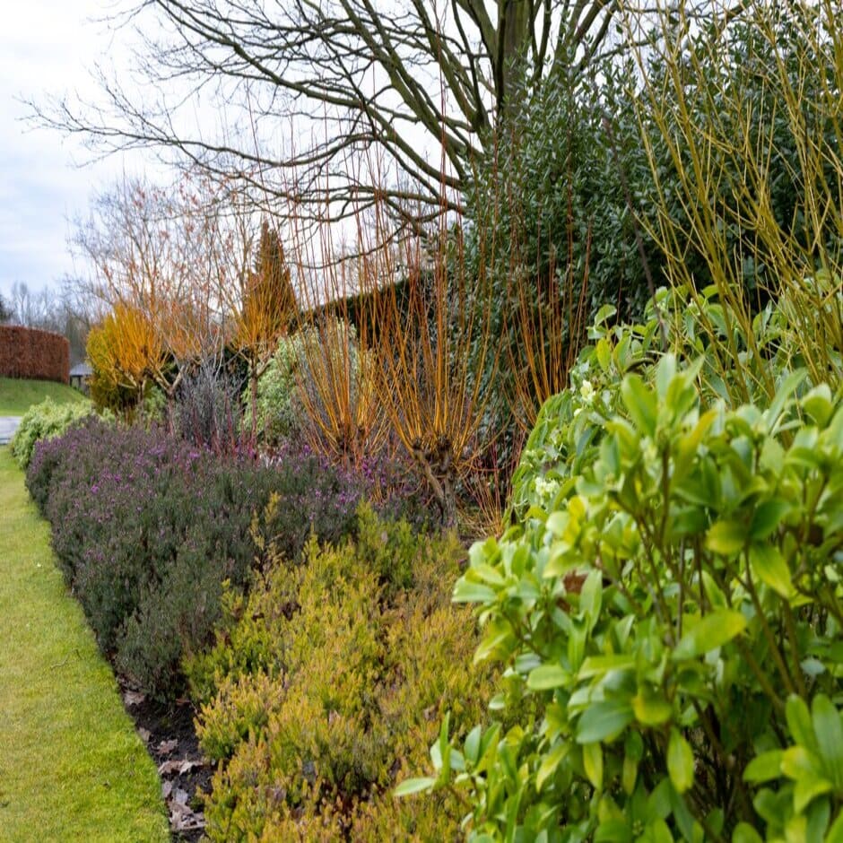 Winter interest border in partial shade