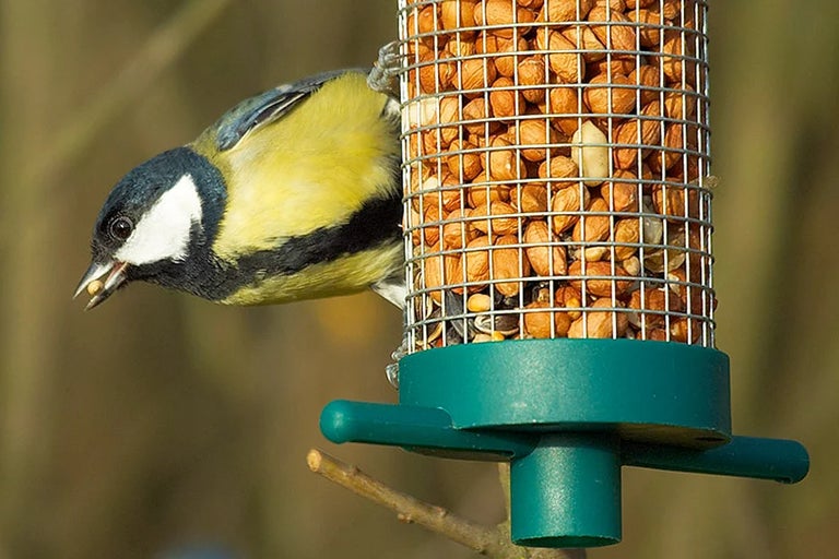 Plants for birds