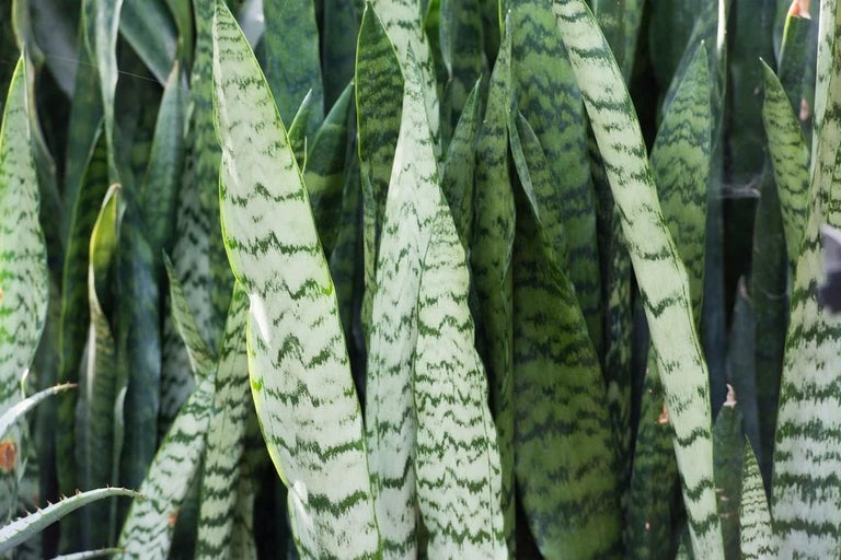 Sansevieria