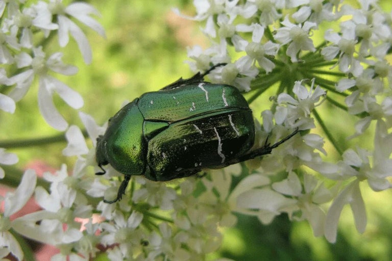 Top 10 most common beneficial species reported by UK gardeners in 2022