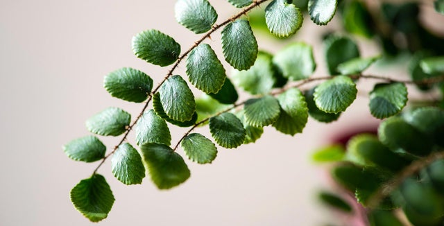 Discover indoor ferns