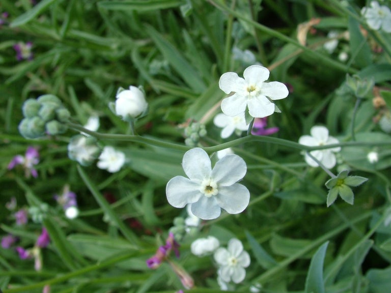 Buy omphalodes from RHSPlants.co.uk