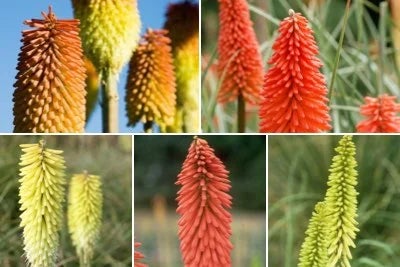 Choosing kniphofia by colour