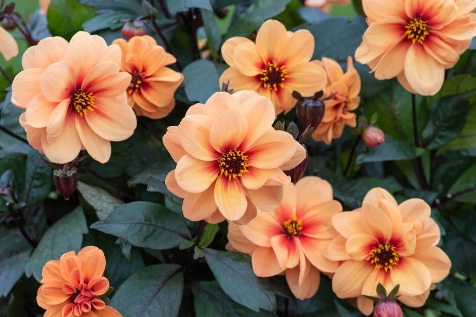 Shop at RHS Plants