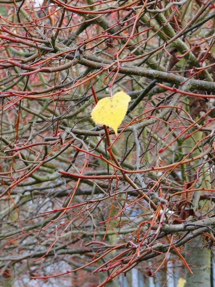 January – Tilia cordata ‘Winter Orange’