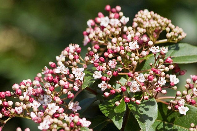 Ten best winter-flowering shrubs