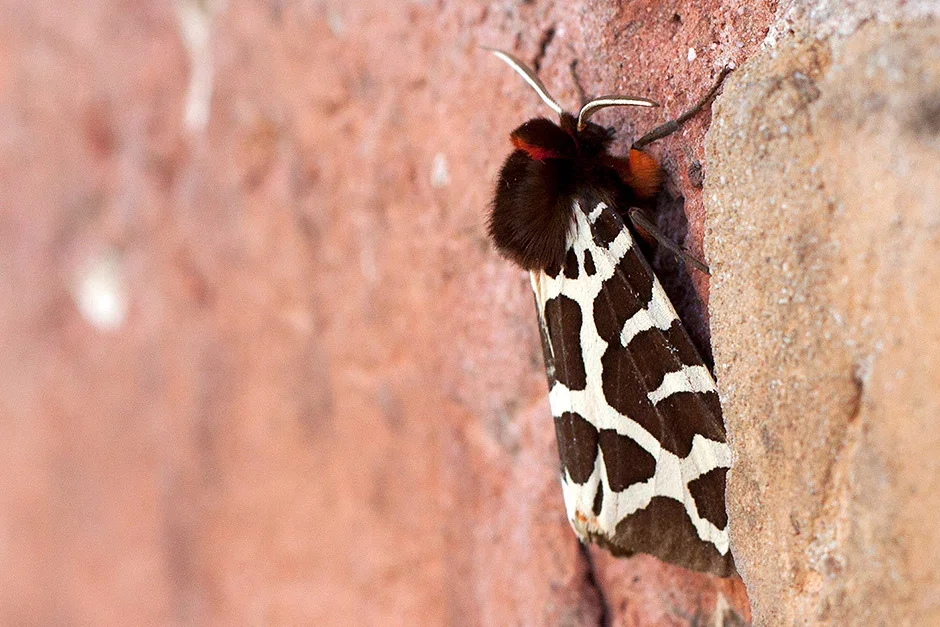 Garden tiger (Arctia caja)