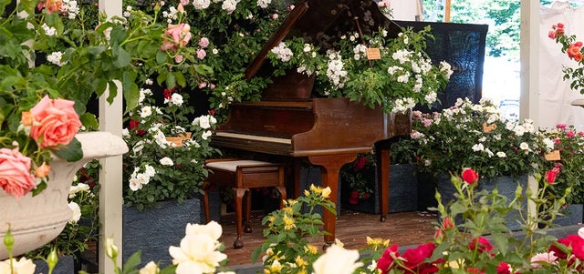 Festival of roses at Hampton 2025