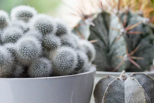 Foster's Exotic and Unusual Plants