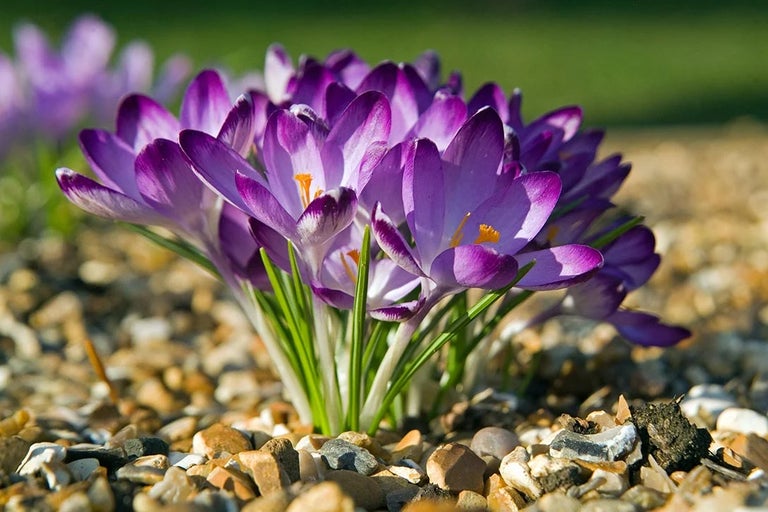 Crocus / RHS Plant Guide
