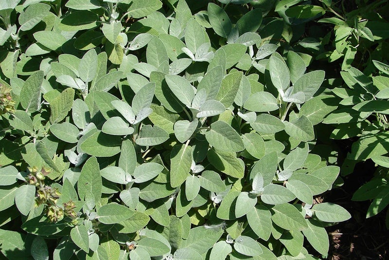 Silver sage