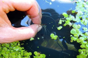 Duckweed | RHS Advice