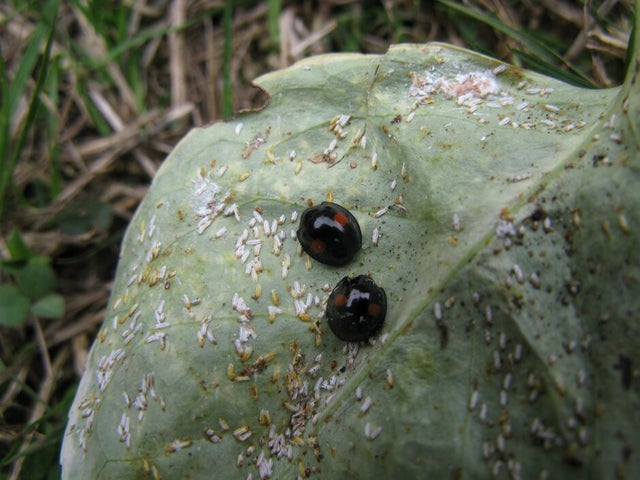 Aphid predators