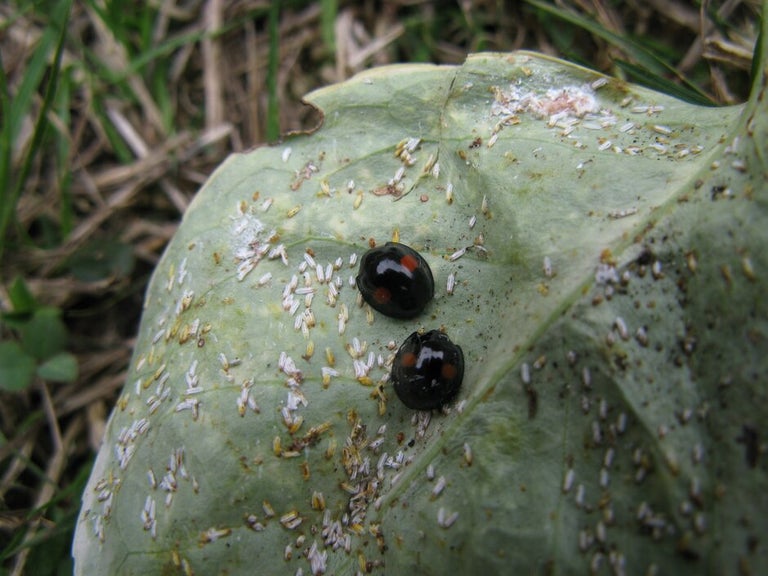Aphid predators
