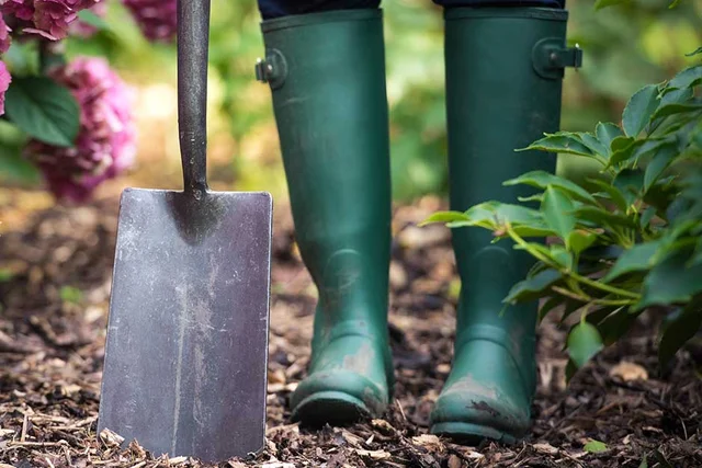 RHS guide to planting perennials